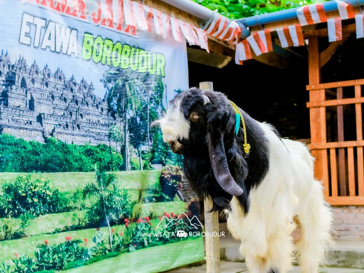 Foto ÷Susu Kambing Etawa
