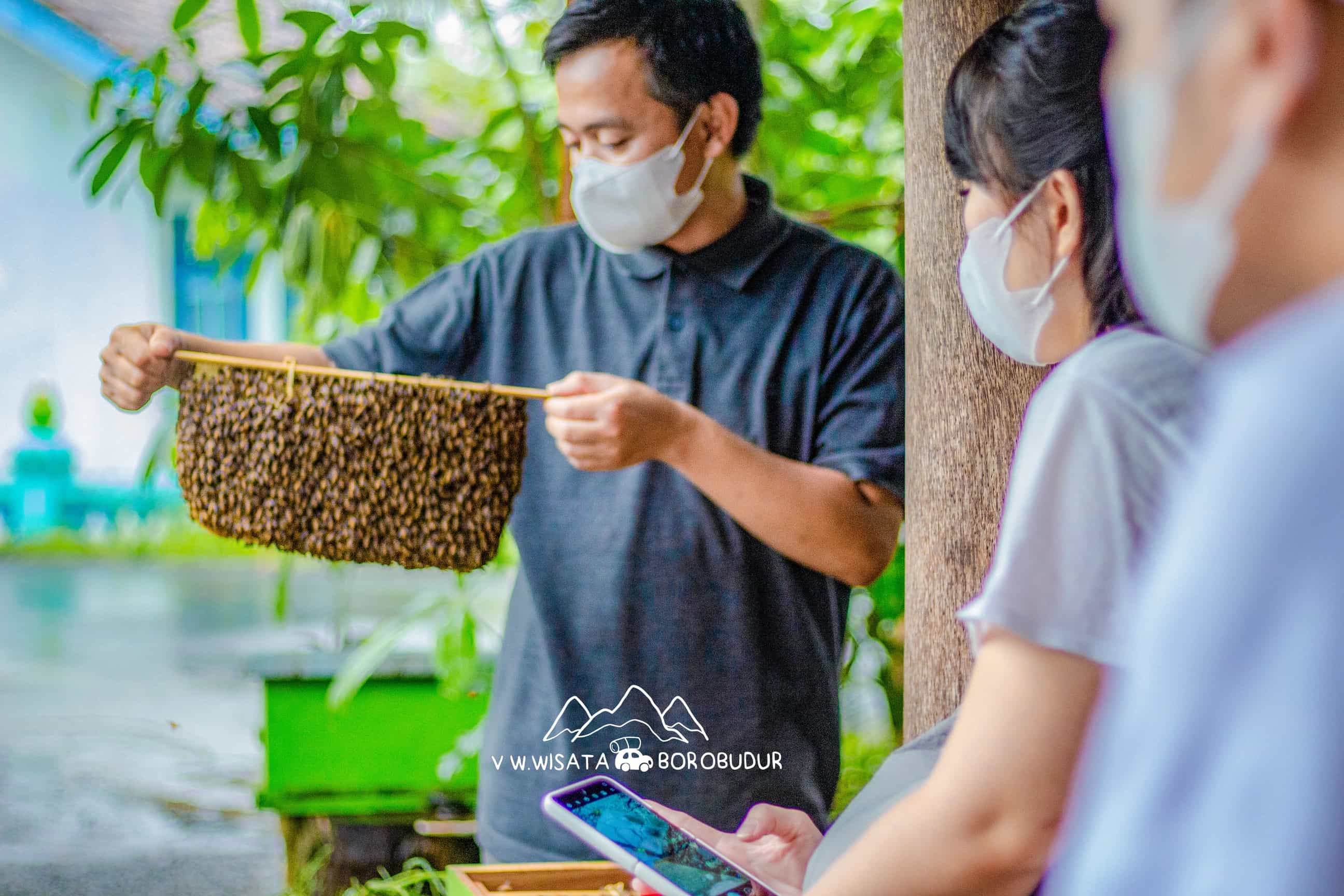 Foto Penangkaran Lebah Madu