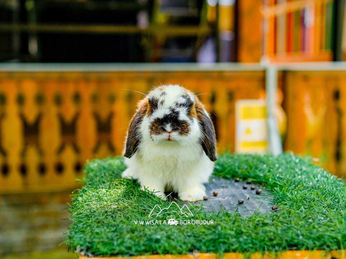 Foto ÷Taman Kelinci